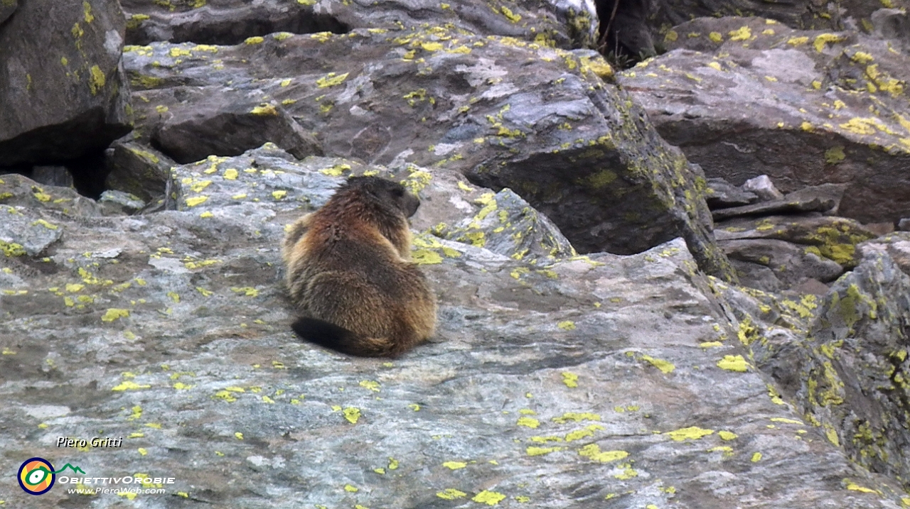 75 Marmotta...sulla terrazza fuori casa....JPG